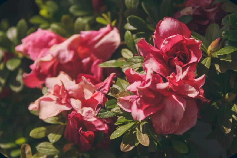 a close up of a bunch of pink flowers, trending on unsplash, red and green tones, in the sun, aged 2 5, shrubs