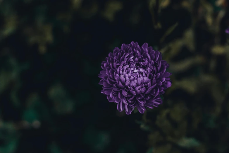 a purple flower sitting on top of a lush green field, inspired by Elsa Bleda, unsplash, visual art, chrysanthemum eos-1d, dark intricate, instagram picture, dark. no text