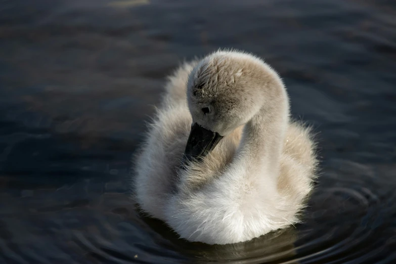 a baby swan is swimming in the water, by Sven Erixson, pexels contest winner, hurufiyya, thick fluffy tail, detailed high resolution, grey, high quality photo