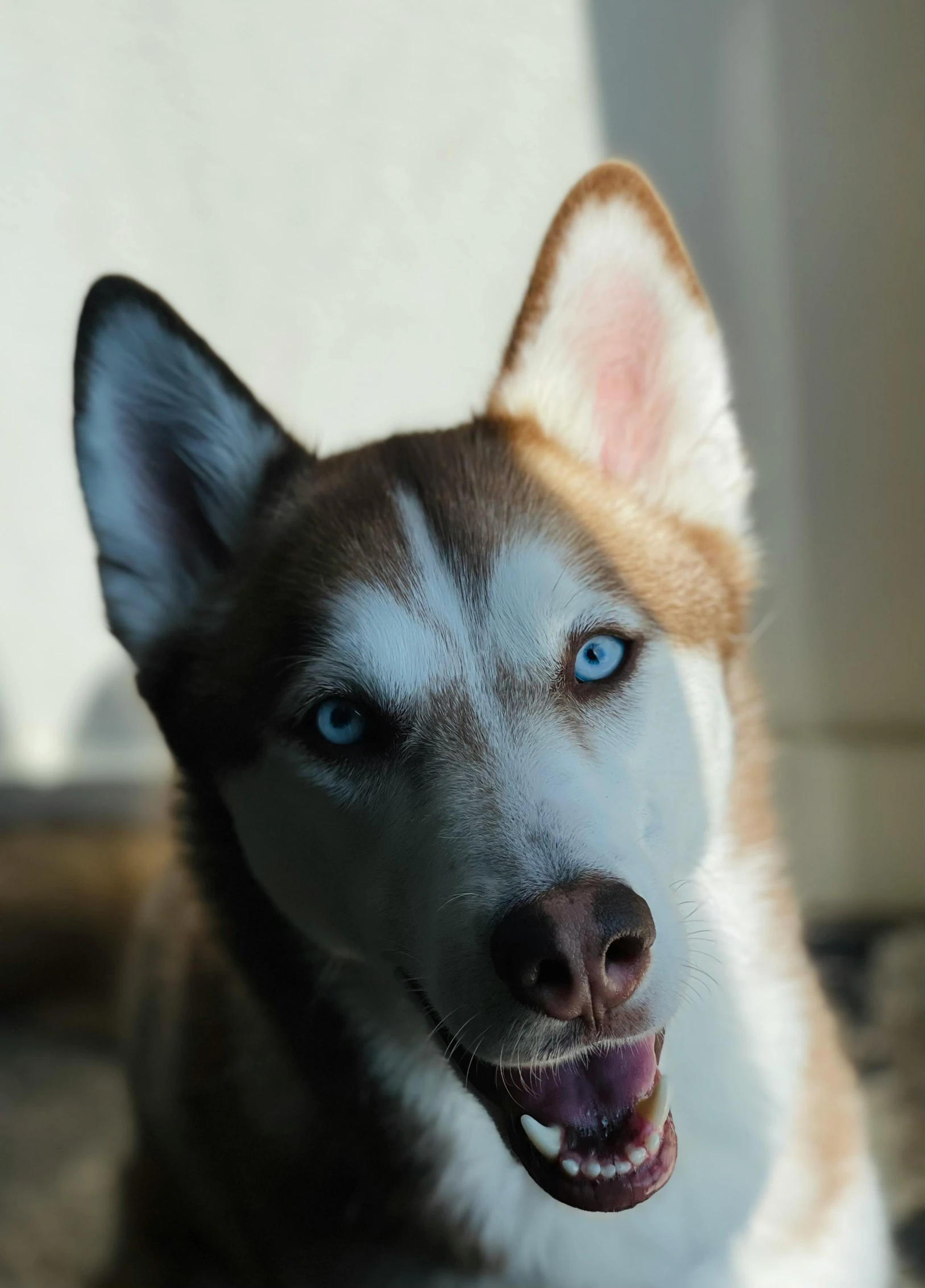 a close up of a dog with blue eyes, by Niko Henrichon, unsplash, avatar image, doing a majestic pose, taken in the late 2000s, front lit