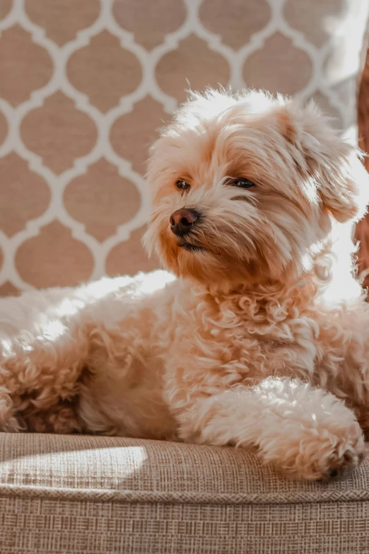 a dog that is laying down on a couch, pexels contest winner, baroque, light tan, well-groomed model, profile image, grain”