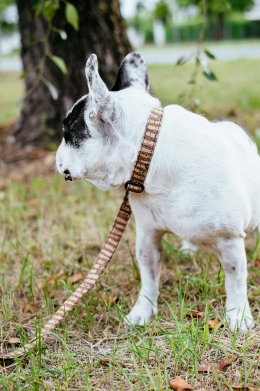 a small white dog standing next to a tree, a digital rendering, unsplash, renaissance, collar and leash, made of bamboo, peter the goat, profile image