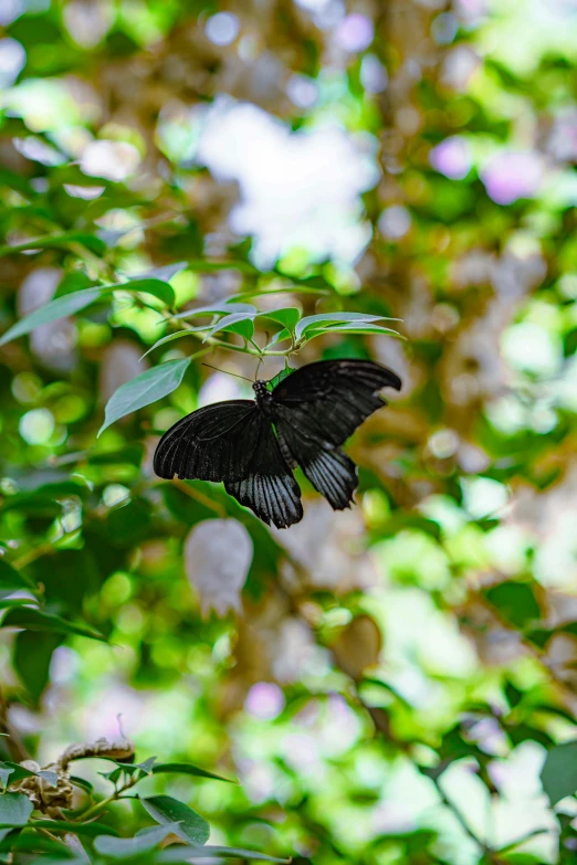 a black butterfly sitting on top of a leaf covered tree, unsplash, arabesque, lush gardens hanging, low quality photo, flowers, canopy