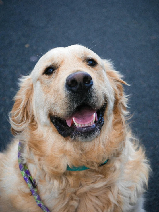 a close up of a dog on a leash, smiling for the camera, many golden layers, 2019 trending photo, gif