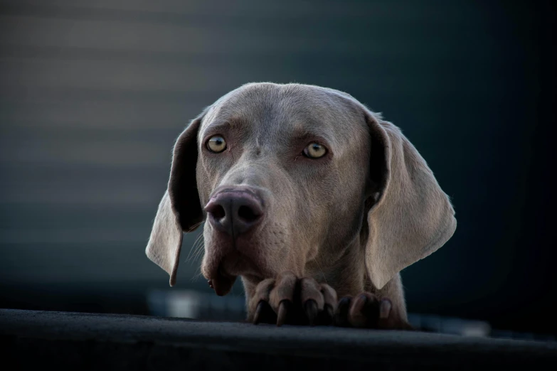a close up of a dog looking over a fence, a portrait, inspired by Elke Vogelsang, pexels contest winner, hairless, greyish blue eyes, ( ultra realistic, low-key