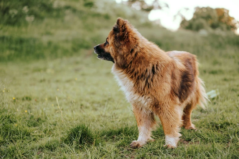 a brown dog standing on top of a lush green field, unsplash, renaissance, thick fluffy tail, australian, side profile view, canines sports photo