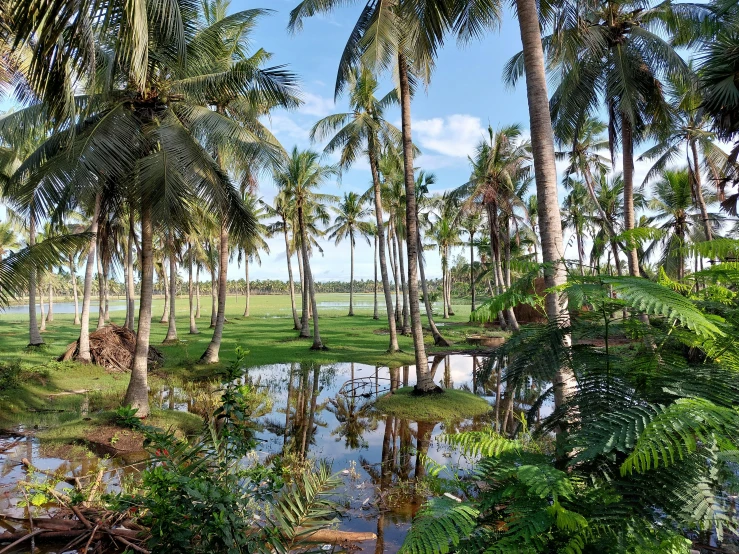 a body of water surrounded by palm trees, lush countryside, prana, grazing, exterior shot