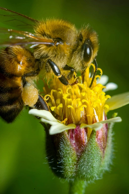 a close up of a bee on a flower, by Robert Brackman, grazing, honey, close together, exterior shot