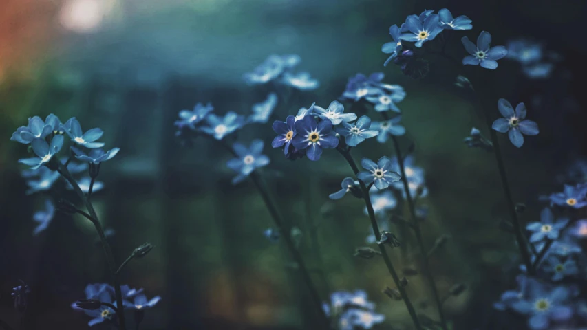 a bunch of blue flowers with a rainbow in the background, inspired by Elsa Bleda, pexels contest winner, paul barson, bokeh. i, avatar image, mediumslateblue flowers