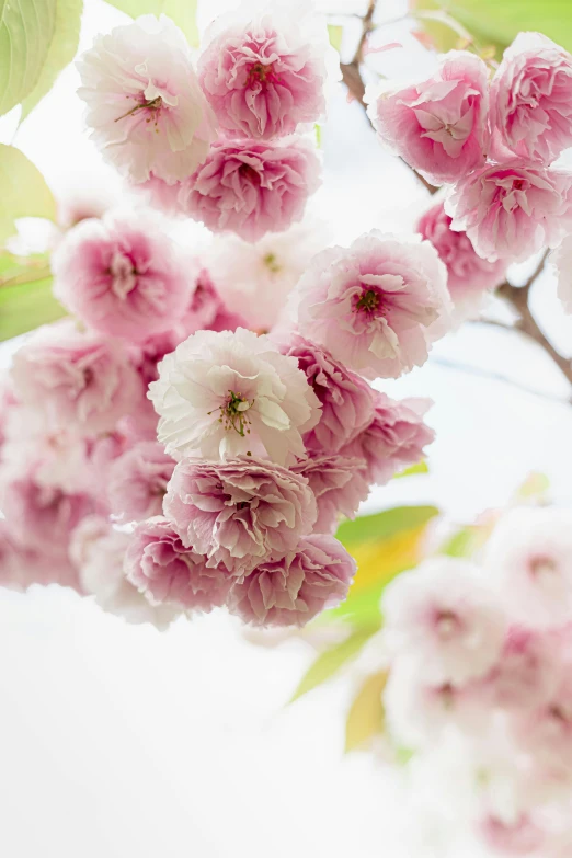 a bunch of pink flowers that are on a tree, a digital rendering, inspired by Maruyama Ōkyo, unsplash, romanticism, soft natural light, tufted softly, cherries, high angle close up shot