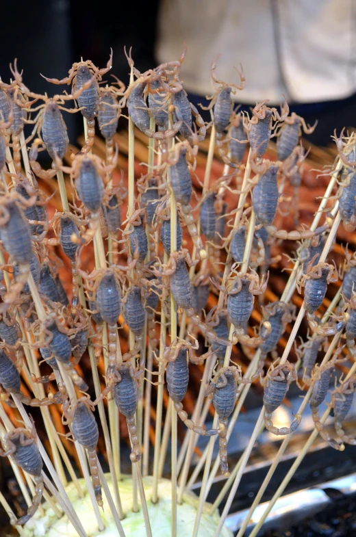 a close up of a bunch of food on a stick, scorpions, lavender, on display, zoomed in