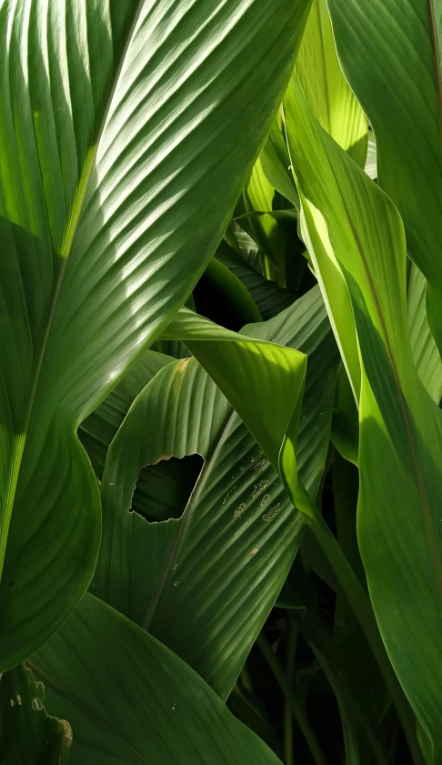 a close up of a large leafy plant, corn, shot with sony alpha 1 camera, archways made of lush greenery, photographed for reuters