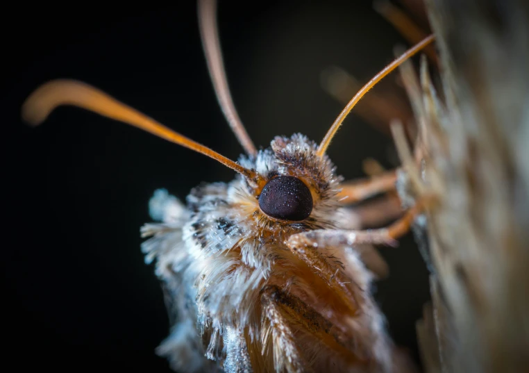 a close up of a moth on a plant, a macro photograph, by Jesper Knudsen, hurufiyya, orange fluffy belly, high-quality photo, close up shot a rugged, close up portrait photo