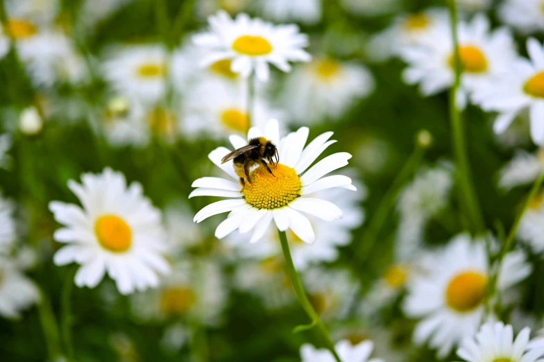 a bee sitting on top of a white flower, lying on a bed of daisies, sustainable materials, slide show, avatar image