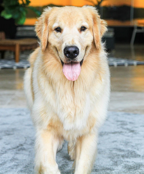 a large brown dog standing on top of a cement floor, a portrait, unsplash, golden, fluffy'', feature, low quality photo