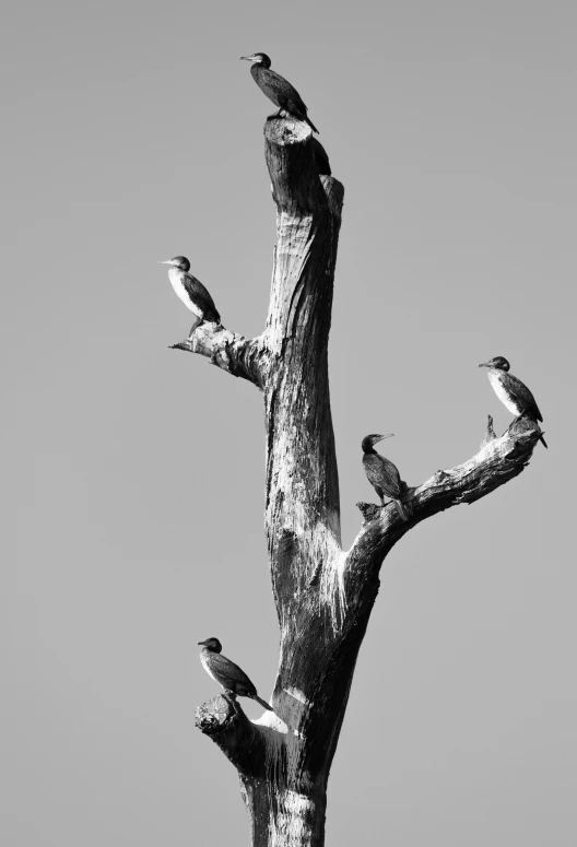 a group of birds sitting on top of a tree, a black and white photo, by Peter Churcher, portrait of tall, ( ( photograph ) ), sunken, manly