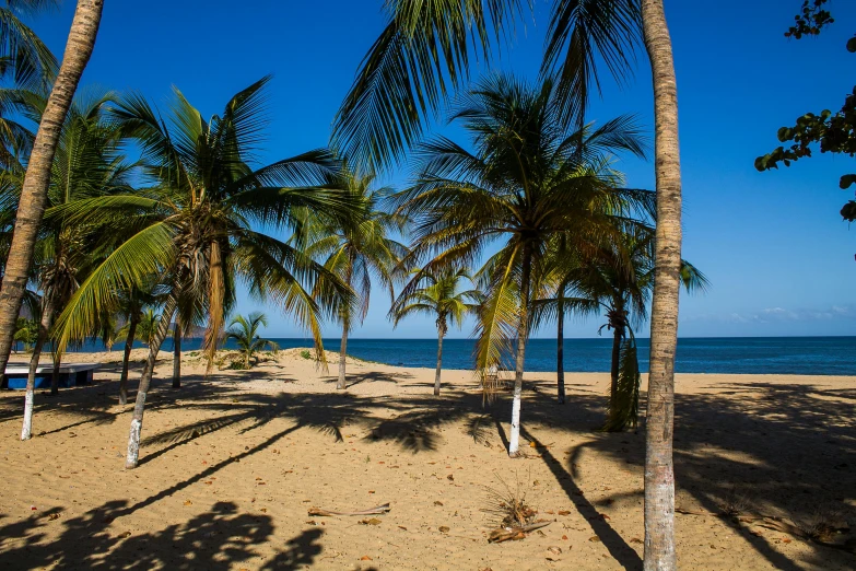 a group of palm trees sitting on top of a sandy beach, a portrait, barcelo tomas, daytime, travel guide, clean image