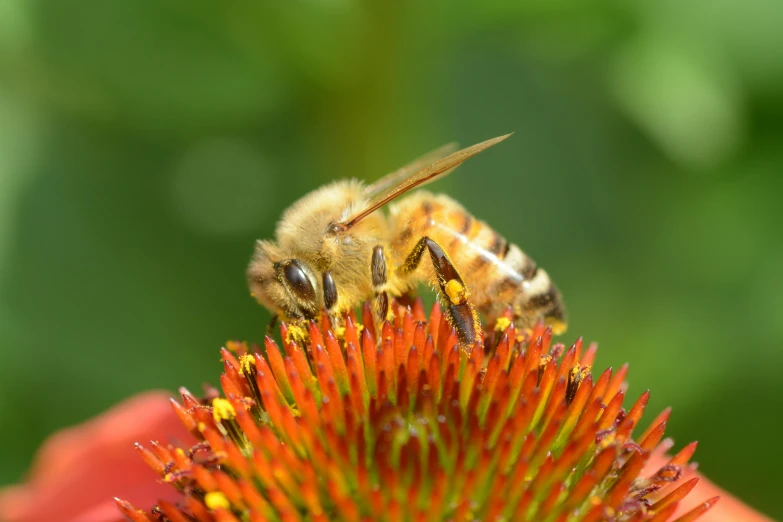 a close up of a bee on a flower, pexels, renaissance, red and orange colored, 15081959 21121991 01012000 4k, clover, highly microdetailed