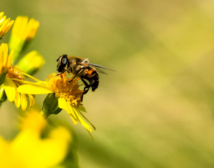 a bee sitting on top of a yellow flower, pexels contest winner, figuration libre, brown, 15081959 21121991 01012000 4k, ready to eat, high-resolution photo