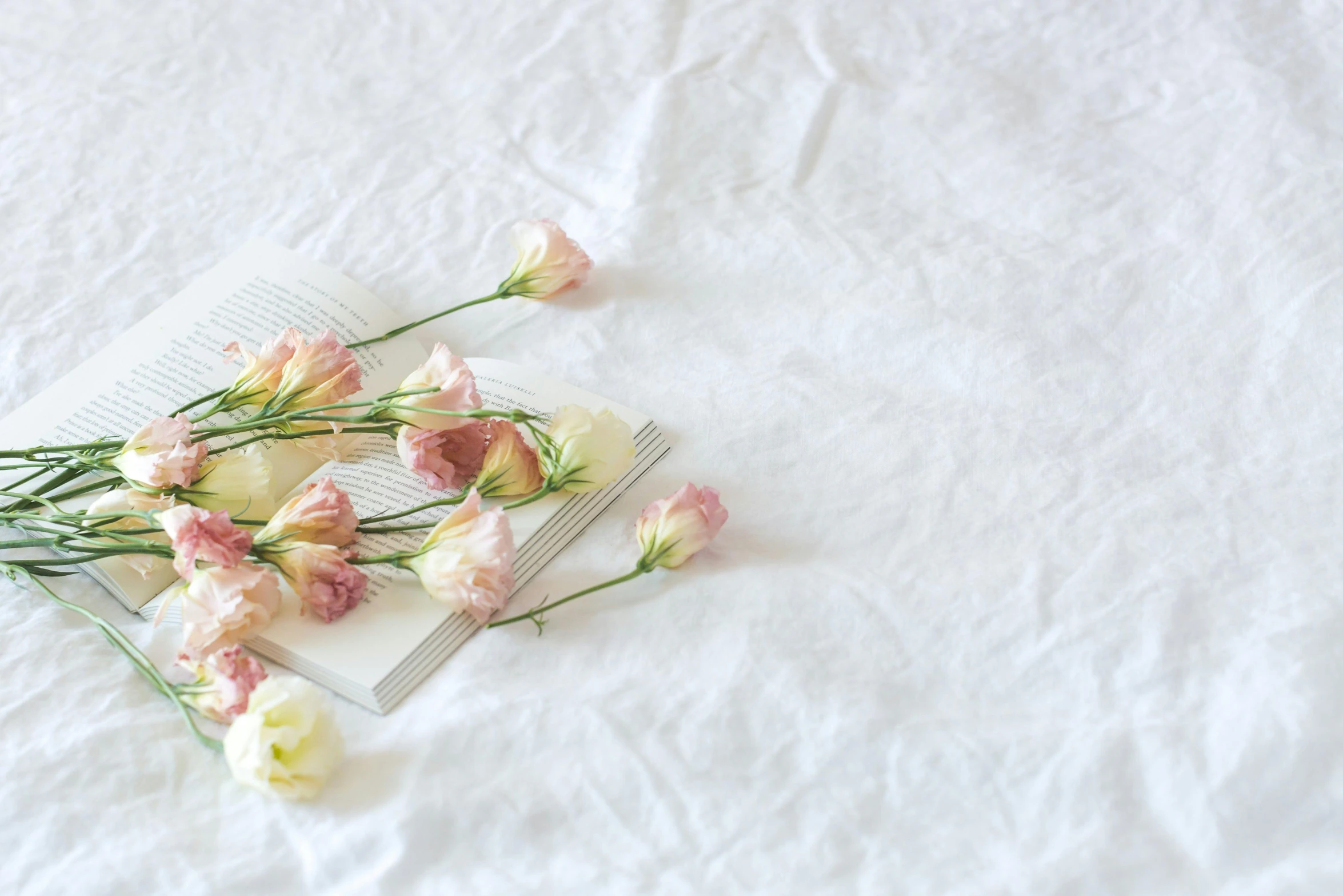 a bunch of flowers laying on top of a book, pexels contest winner, white and pink cloth, background image, white backdrop, calm weather