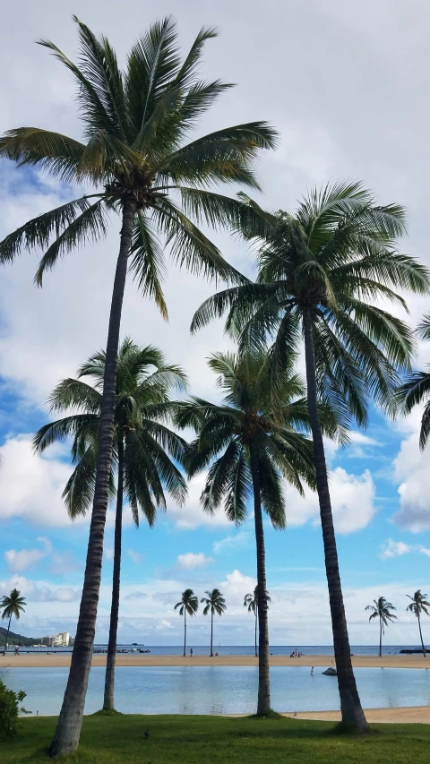 a group of palm trees sitting on top of a lush green field, waikiki beach, instagram picture, tall, winter