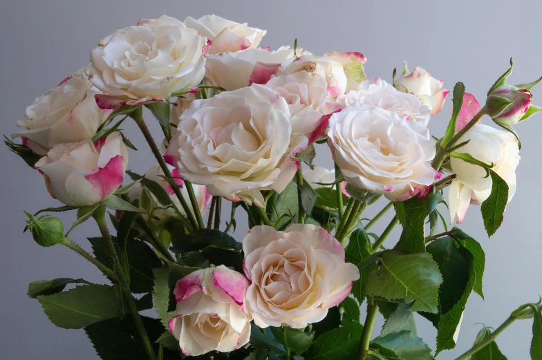 a vase filled with white and pink roses, 'groovy', up close image, with ornamental edges, award winning