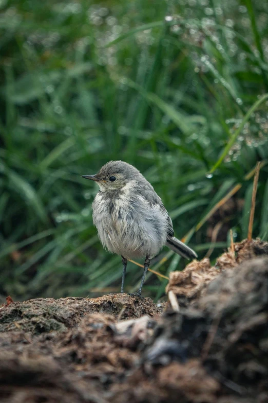 a small bird sitting on top of a pile of dirt, standing in a grassy field, disheveled, smol, high-quality photo