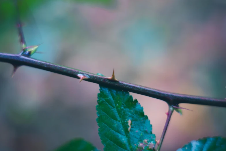 a close up of a leaf on a branch, a macro photograph, unsplash, rose thorn crown, cyan and green, distant photo, tiny sticks