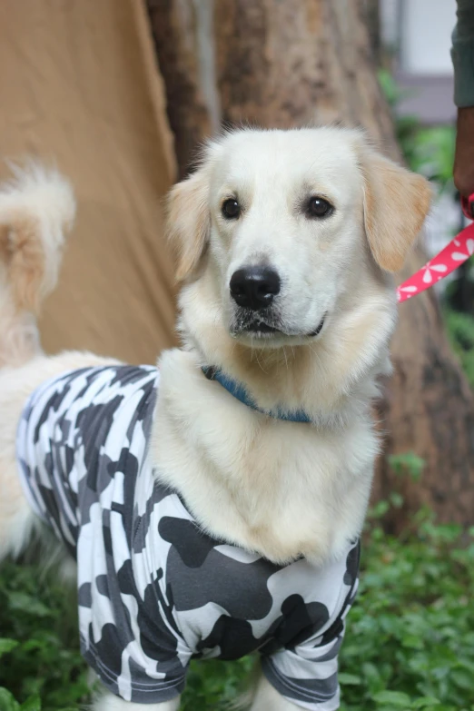 a dog that is standing in the grass, wearing a shirt, camp, white wearing, fully covered