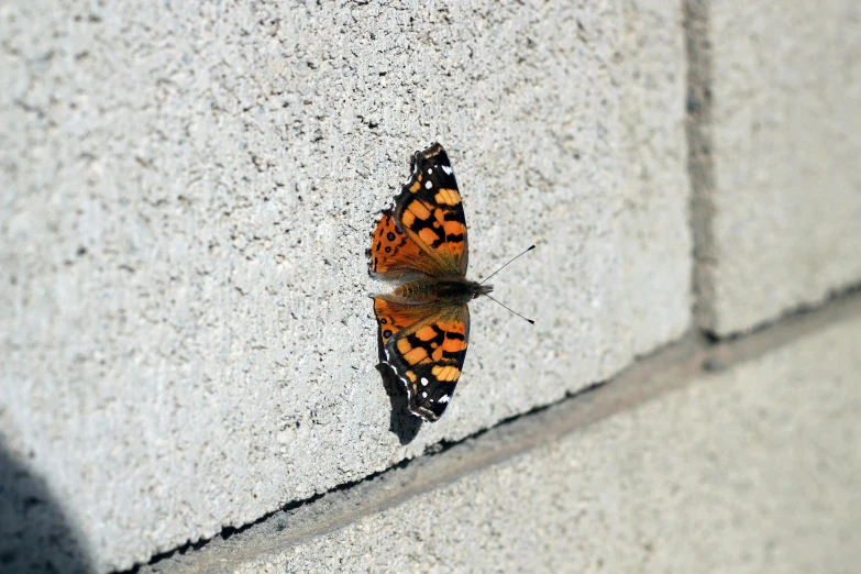 a butterfly that is sitting on a wall, on the sidewalk, profile image, fan favorite, journalism photo