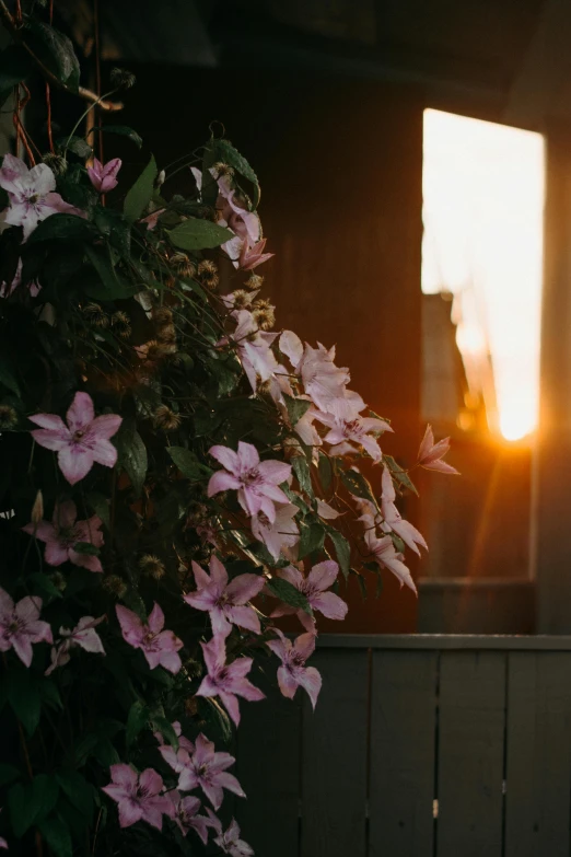 the sun is setting through the window of a house, a picture, pexels contest winner, light and space, clematis theme banner, pink flowers, shot from cinematic, potted plant