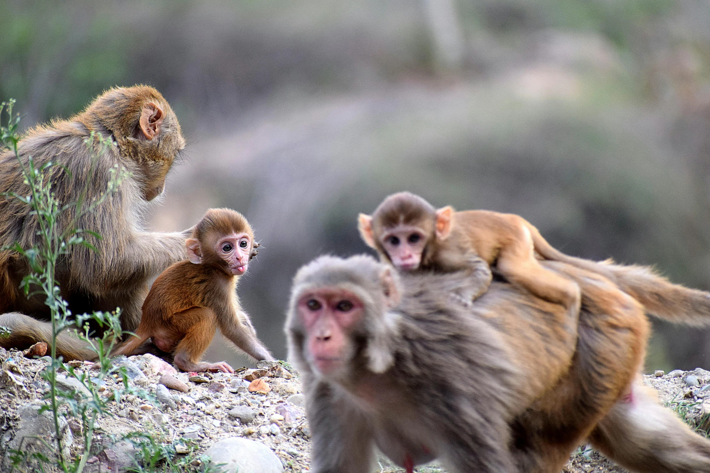 a group of monkeys sitting on top of a rock, walking towards the camera, neuroscience, fan favorite, moroccan