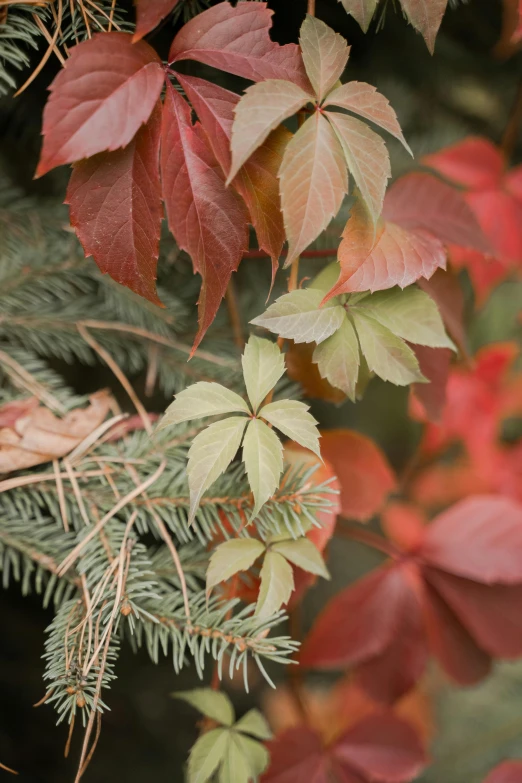 a bird sitting on top of a branch of a tree, muted fall colors, green and red plants, no cropping, hemlocks