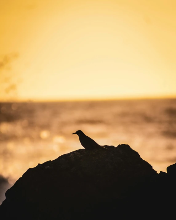 a bird sitting on top of a rock near the ocean, pexels contest winner, romanticism, backlight photo sample, album cover, multiple stories, golden hour hues