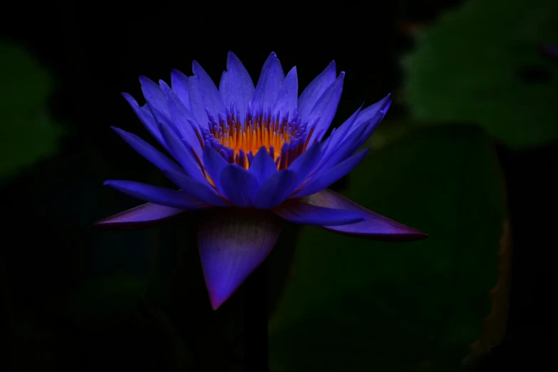 a close up of a purple flower with green leaves, a portrait, by Reuben Tam, pexels, hurufiyya, blue and orange lighting, nymphaea, moonlit, various posed