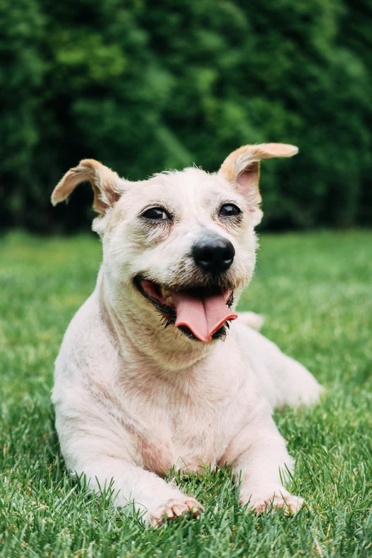 a white dog laying on top of a lush green field, smiling for the camera, profile image, bark for skin, mixed animal