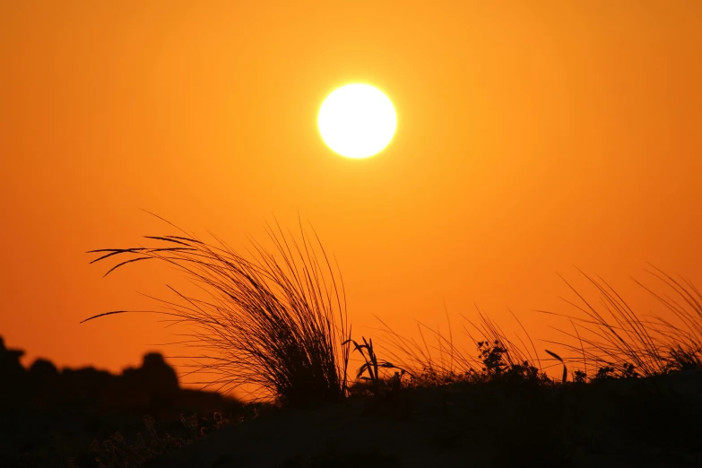 a couple of giraffe standing on top of a grass covered field, bright yellow and red sun, which shows a beach at sunset, slide show, ((sunset))