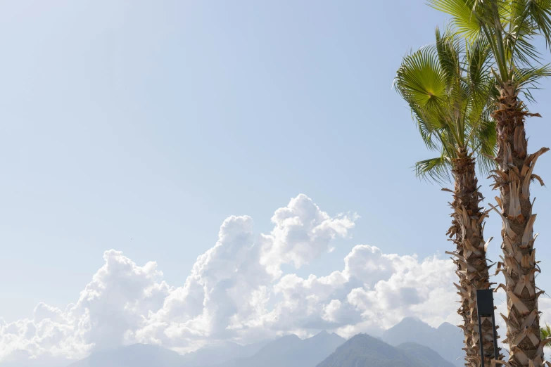 a couple of palm trees sitting on top of a sandy beach, a picture, by Sophie Pemberton, unsplash, the alps are in the background, slim aarons, standing on a cloud, profile image