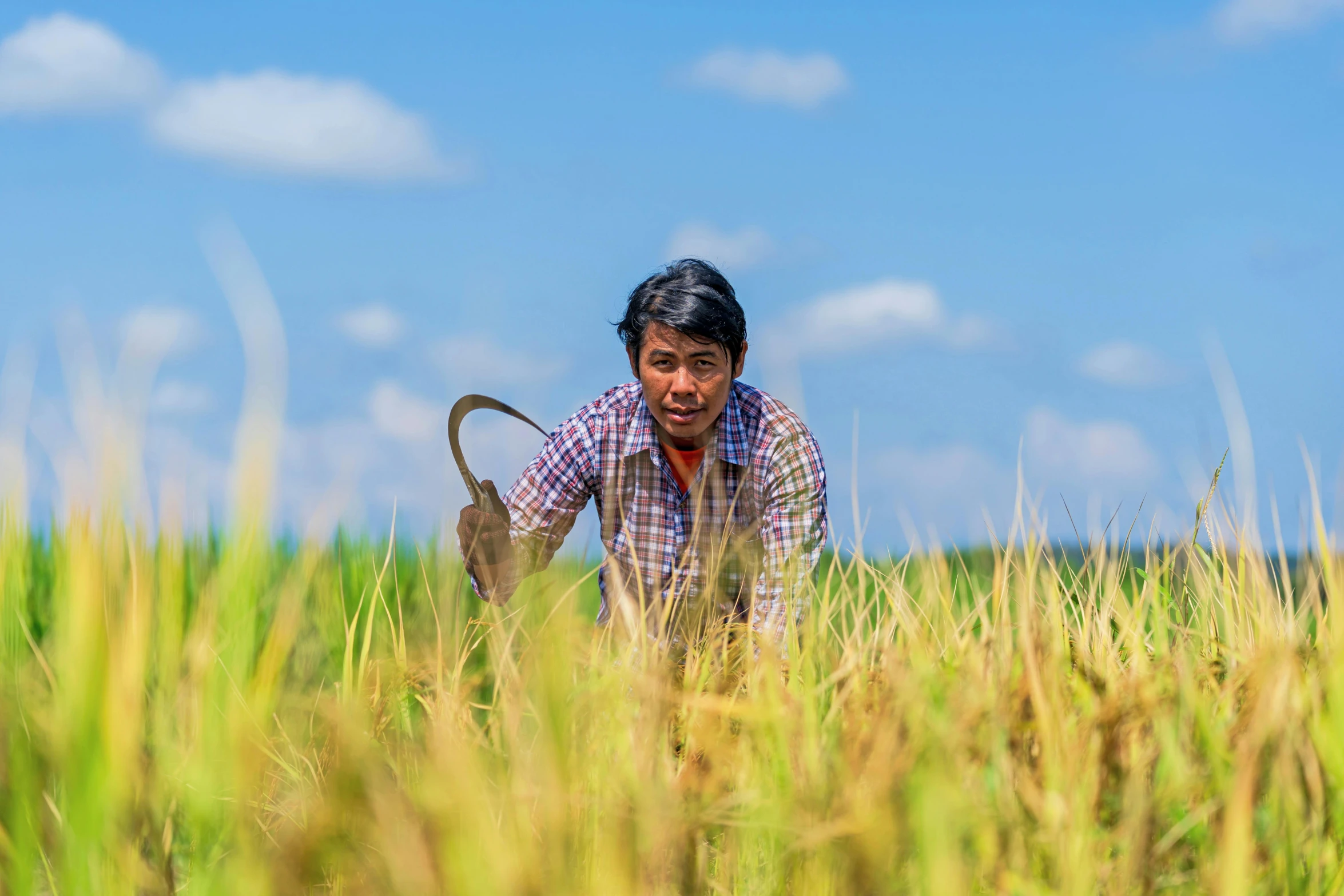 a man kneeling in the middle of a rice field, by Dan Content, pexels contest winner, scythe, avatar image, no cropping, asian male