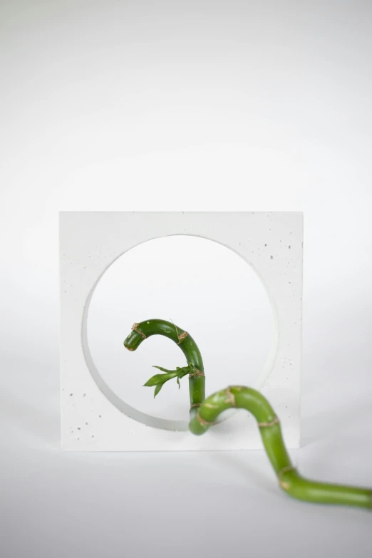 a close up of a plant with a hole in it, an abstract sculpture, conceptual art, white space in middle, bamboo, detailed product image, light frame