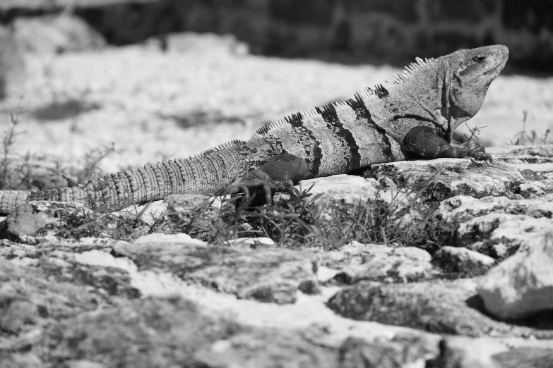 a black and white photo of a lizard on a rock, iguana, huge spines, female gigachad, working hard