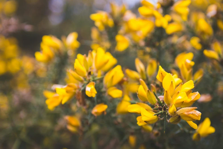 a bunch of yellow flowers sitting on top of a lush green field, a portrait, trending on unsplash, manuka, salvia, bolts of bright yellow fish, paul barson