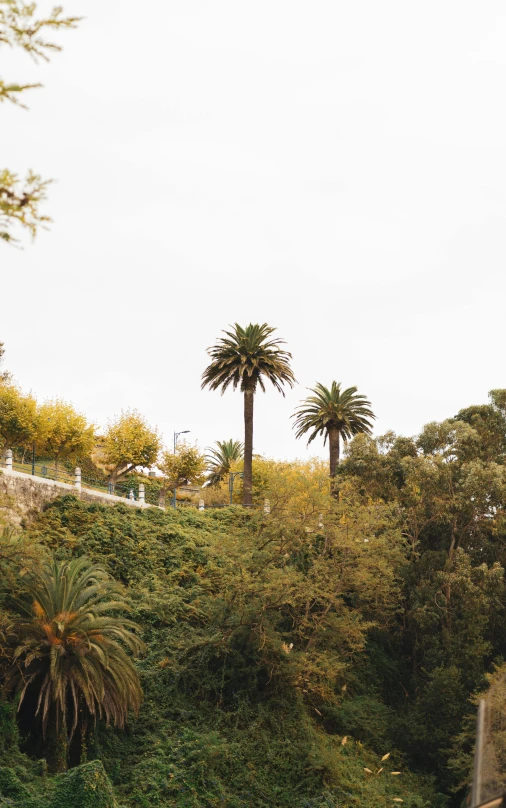 a train traveling down a train track next to a lush green hillside, a picture, unsplash, les nabis, with palm trees and columns, 4 k cinematic panoramic view, melbourne, exterior botanical garden