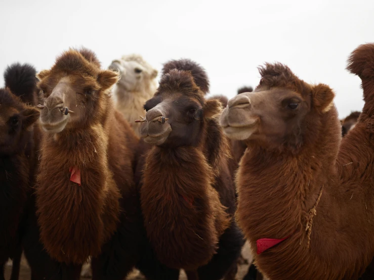 a herd of camels standing next to each other, by Lee Loughridge, trending on unsplash, hurufiyya, bedhead, reds, caramel, front on