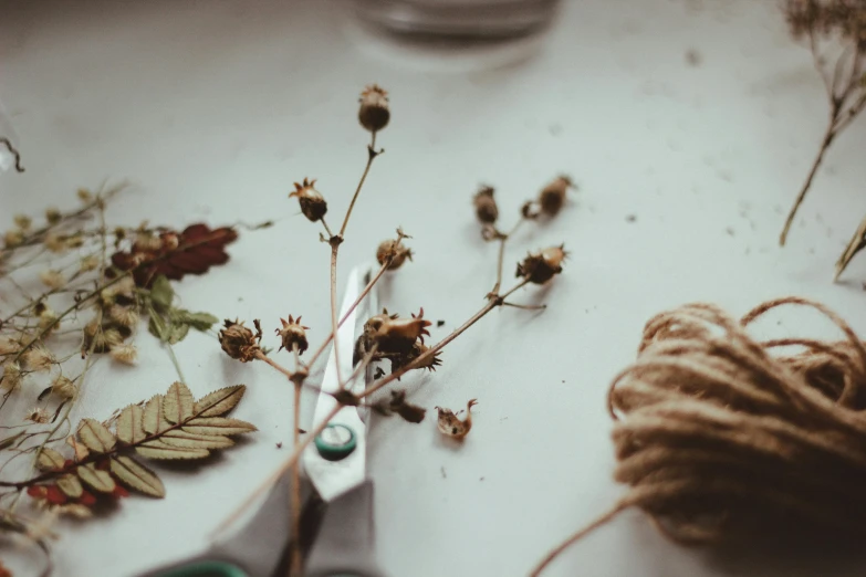 a pair of scissors sitting on top of a table, a still life, trending on pexels, dried flowers, dried fern, during autumn, curled perspective