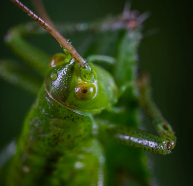 a close up of a green grasshopper, a macro photograph, pexels contest winner, highly detailed 8k photo, frontal view, green, micro detail 4k