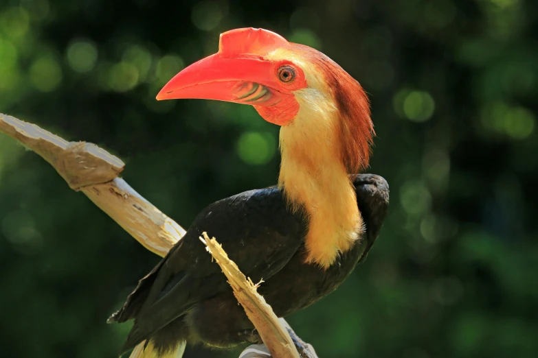 a close up of a bird on a tree branch, pexels contest winner, sumatraism, big beak, red skinned, various posed, slide show