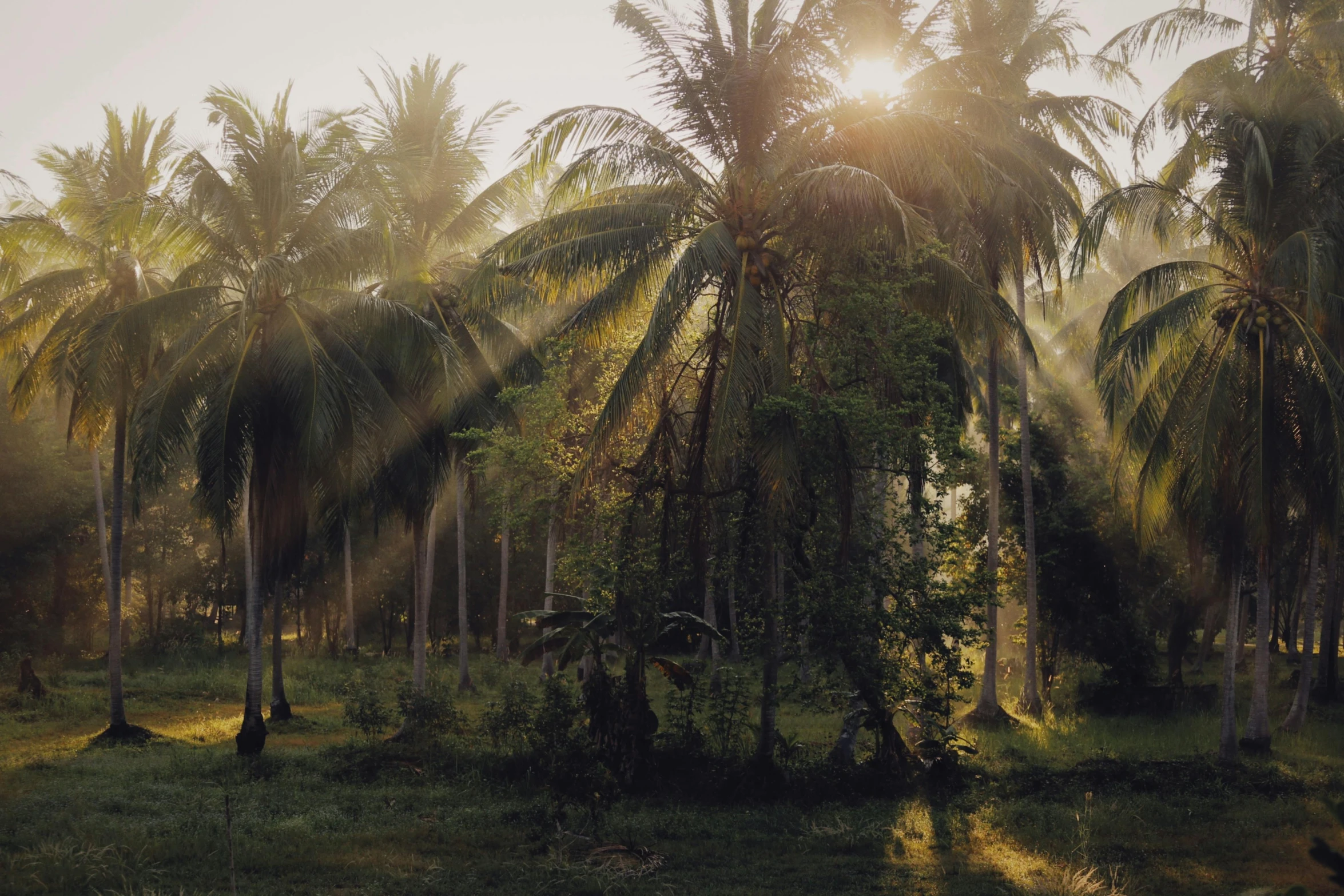 the sun shines through the palm trees in the jungle, unsplash contest winner, countryside, ayahuasca ceremony, dappled in evening light, sunfaded