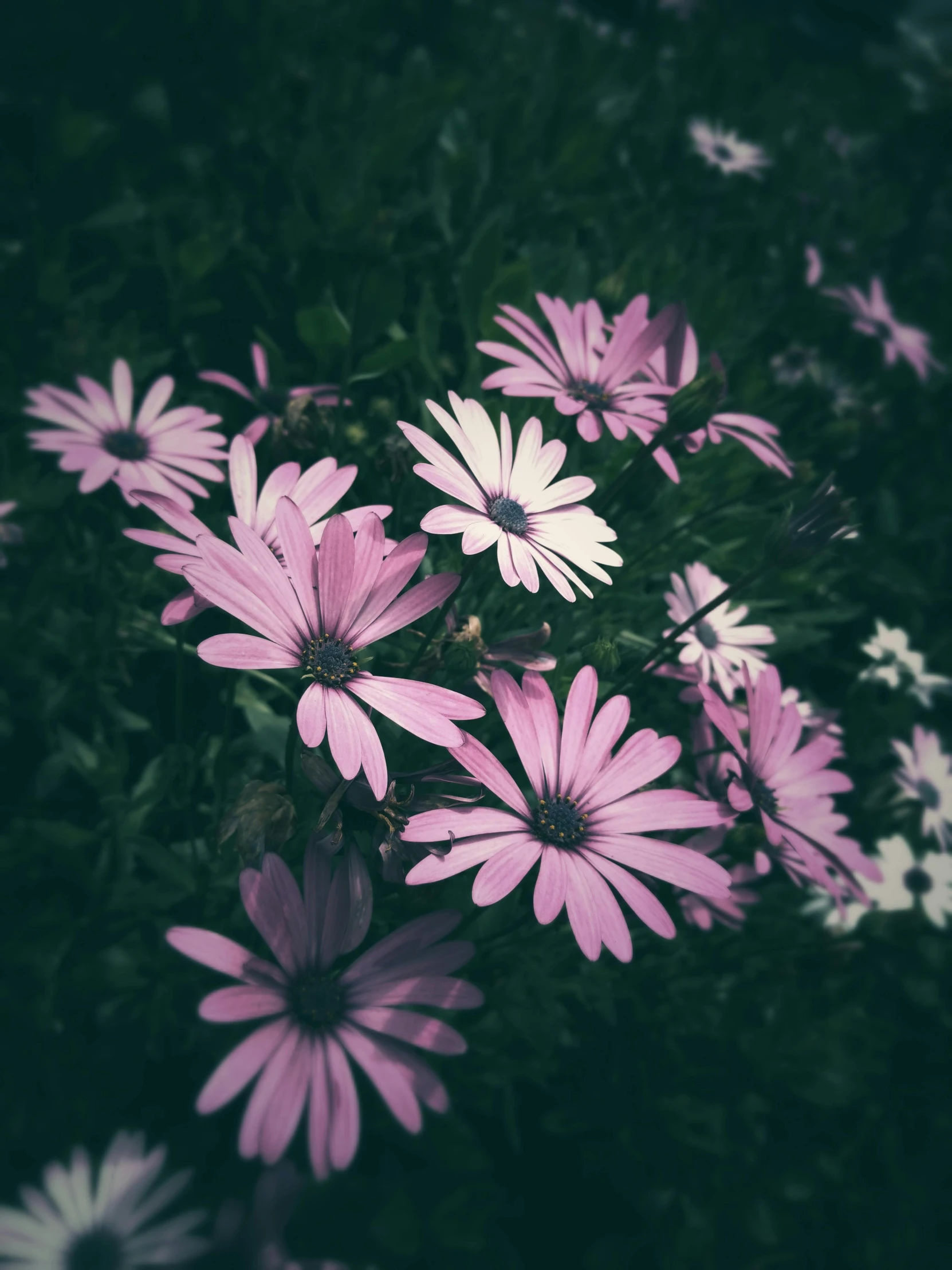 a bunch of purple flowers sitting on top of a lush green field, a picture, unsplash, aestheticism, on a dark background, pink white and green, old color photo, 🌸 🌼 💮
