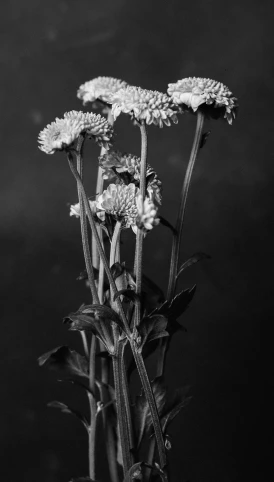 a black and white photo of flowers in a vase, inspired by Robert Mapplethorpe, vanitas, chrysanthemums, studio medium format photograph, ((portrait)), ansel ]